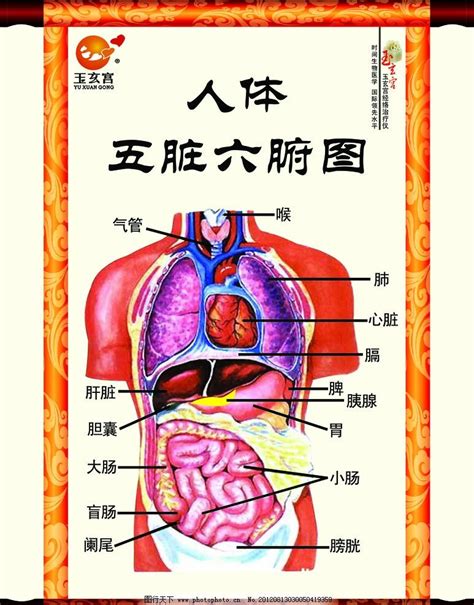 人的胃在哪裡|人体图五脏的位置图分布图 (人体结构解剖图)